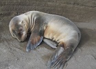Fur Sea Lion pup  Fur Sea Lion pup